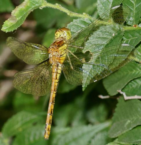 Sympetrum striolatum